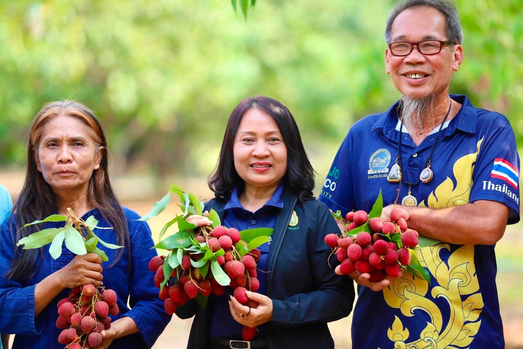 ลิ้นจี่ นพ.1 ของดีเมืองนครพนม ผลไม้ GI สร้างอาชีพทำเงิน